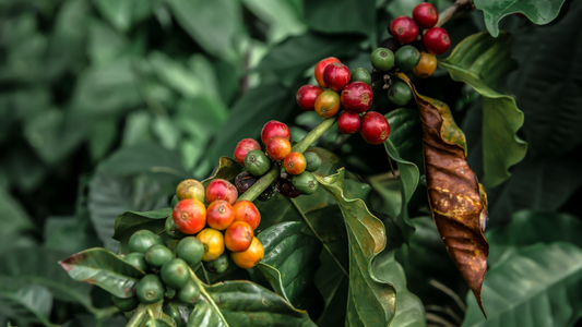 5 Coffee Haciendas To Visit In Puerto Rico